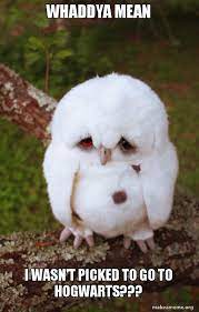 meme of a sad owl with the caption whaddya mean i wasn't picked to go to hogwarts?--vocabulario en inglés