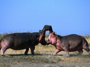 hippo vs hippo