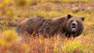 grizzly bear denali