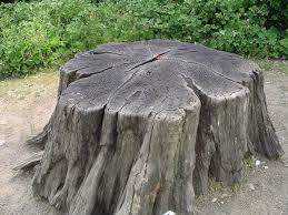 an actual stump