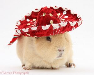 guinea pig in a sombrero