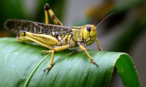 a locust