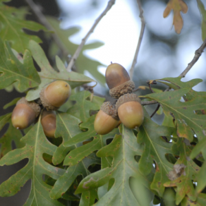 acorns on an oak tree