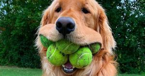 dog-with-five-tennis-balls-in-his-mouth-vocabulario-en-inglés-crammed